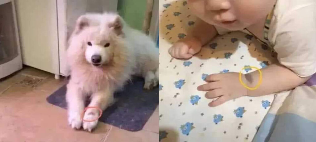 Su mascota reencarnó en su bebé ¡Tenían 11 años juntos! 5 perro rencarna en un bebe en asia